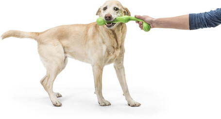 West Paw Zwig apport