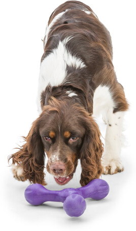 West Paw Skamp - Apport kutyajáték