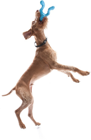 West Paw Tizzi - Multifunkcionális kutyajáték