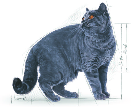 Royal Canin British Shorthair Adult - Brit rövidszőrű felnőtt macska száraz táp
