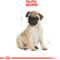 Royal Canin Pug Junior - Mopsz kölyök kutya száraz táp