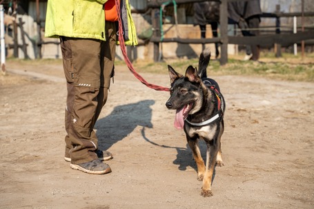 Hektor, kan kutyus gazdit keres