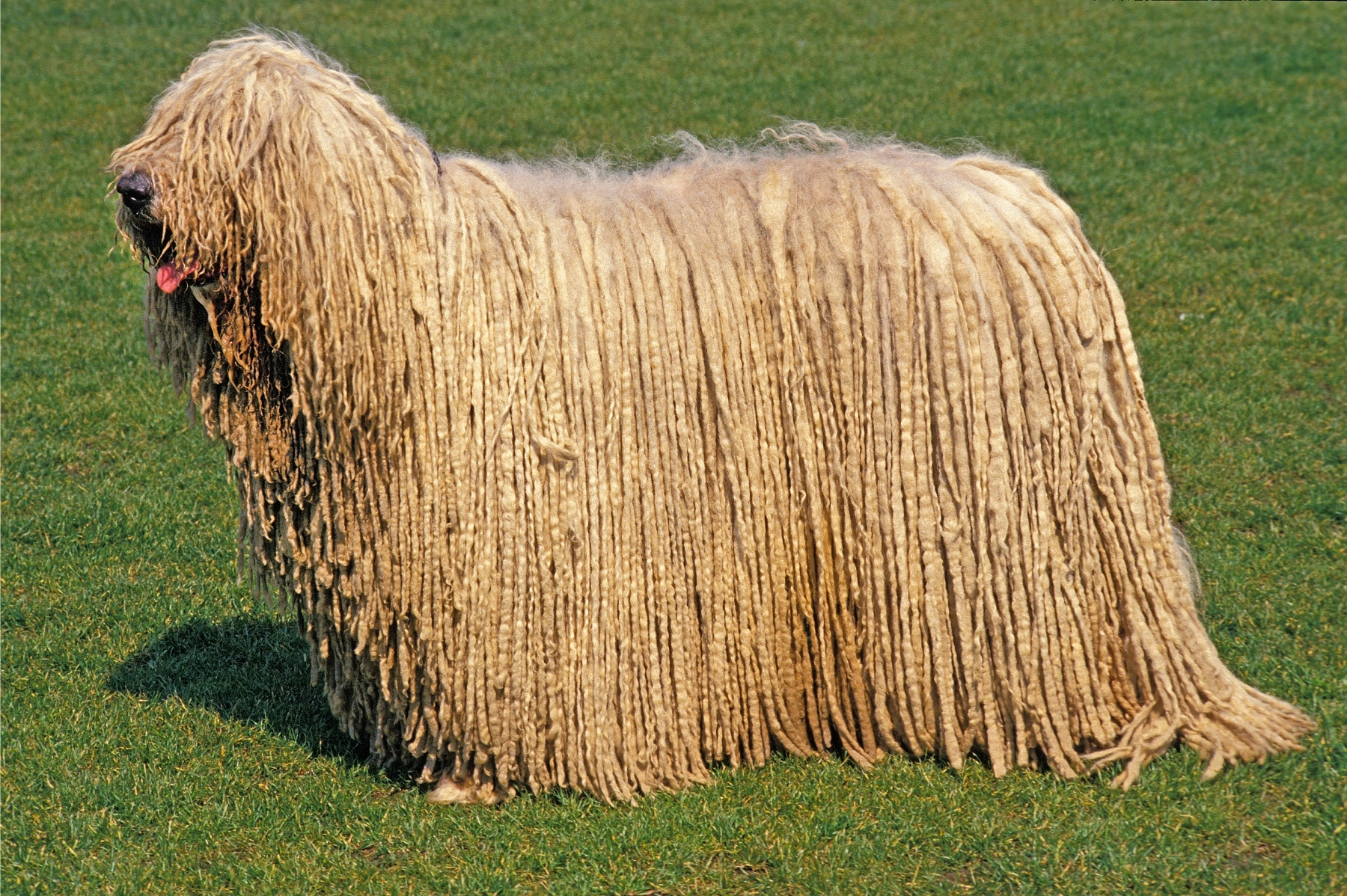 Komondor câine de turmă