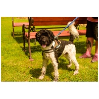 Zénó, 7 éves, ivartalanított kan #9