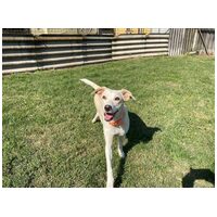 Vacak, egy éves, szuka #5