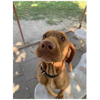 Bingo, két éves, kan #2