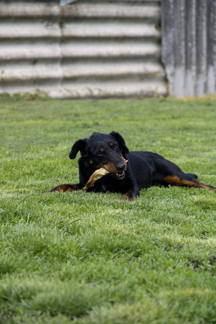 Prézli, 3 éves ivartalanított kan