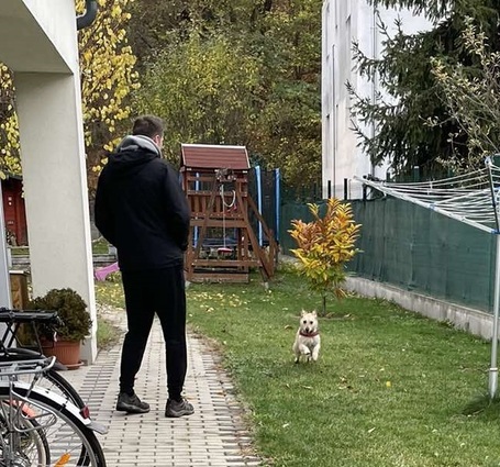 Szöszi, 5 éves ivartalanított lányka