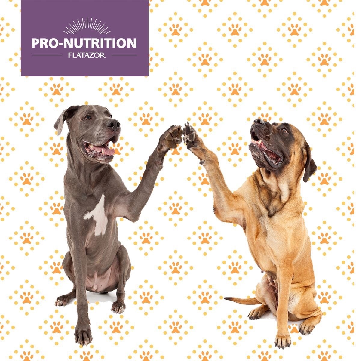 Pro-Nutrition Prestige Adult Maxi Pork | Hrană pentru câini adulți de talie mare - zoom