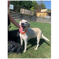 Vacak, egy éves, szuka #3