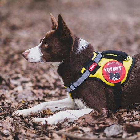 Yutipet RnD párnázott biztonsági kutyahám (Kék)