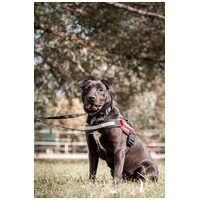 Nicole, egy éves, szuka #4