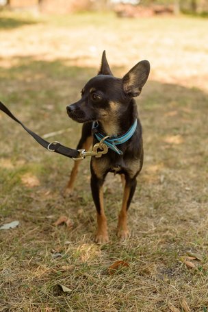 Gézu, egy éves, kan