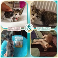 N.P.C.S. Multivitamin macskáknak #9