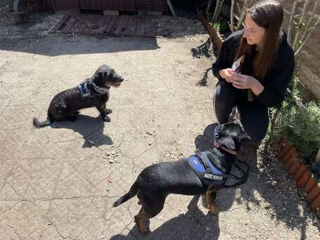 Robin, ivartalanított lányka gazdit keres