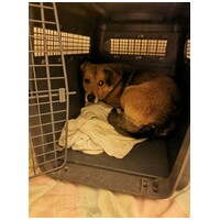 Misi, ivartalanított kan #2