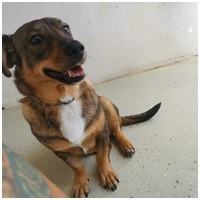 KisO, 4 éves, 34 cm magas, szuka #8