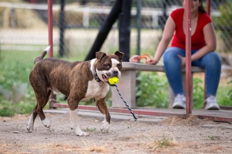 Morpheus, 7 éves, 50 cm magas, boxer mix, kan