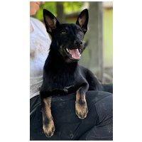 Gedeon, fél éves, kan #5