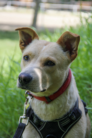 Floren, 3 éves ivartalanított szuka