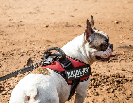 Julius-K9 IDC piros powerhám kutyáknak