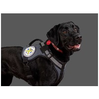 Yutipet RnD párnázott biztonsági kutyahám (Kék) #22