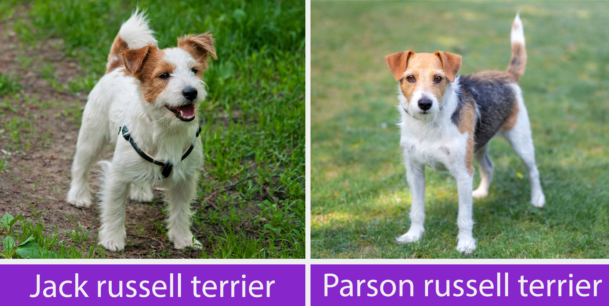 Jack russell terrier vs Parson russell terrier