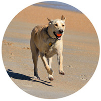 Dog Vital Arthro-500 tablete pentru protecția articulațiilor