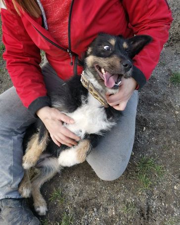 Borzas, két éves, kan