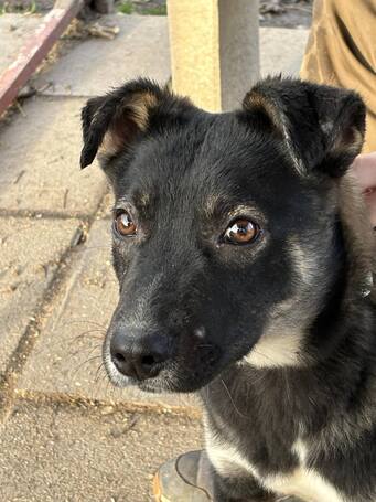 Hektor, kan kutyus gazdit keres