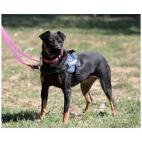 Robin, ivartalanított lányka gazdit keres #7