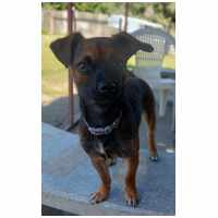 Mira, fél éves, szuka #2