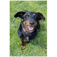 Prézli, 3 éves ivartalanított kan #4