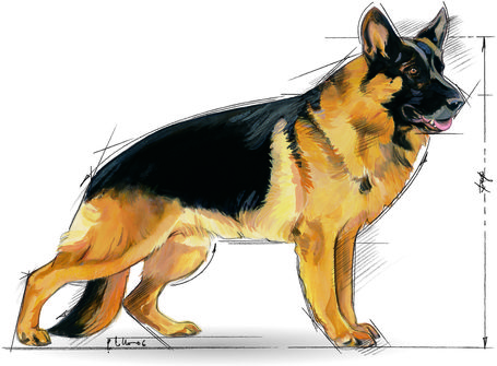 Royal Canin Maxi Adult 5+ | Nagytestű idősödő kutya száraz táp