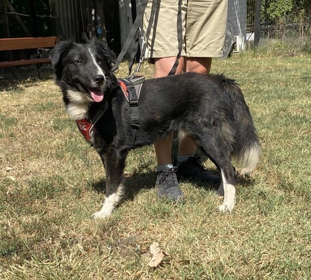 Drukker, ivartalanított kan kutya, gazdit keres