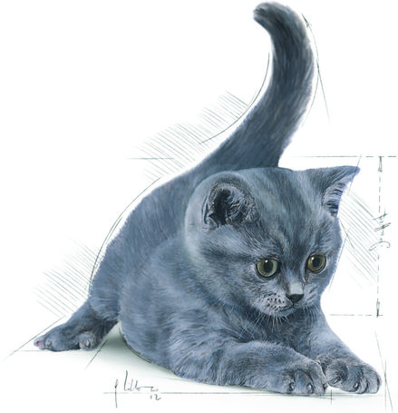 Royal Canin British Shorthair Kitten - Brit rövidszőrű kölyök macska száraz táp