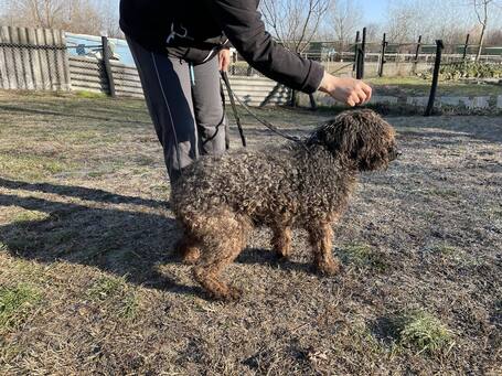 Pemzli, 14 éves, puli keverék, kan