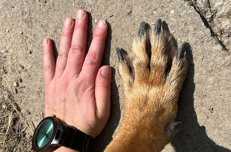 Köszönjük az újabb adományokat, ilyen hatalmas Kajla manccsal küldünk nektek pacsit!