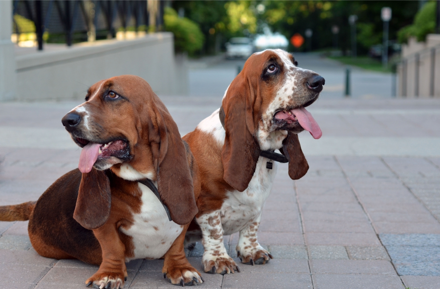 Basset hound kutyák