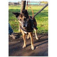 Quimby, 12 éves, kan #4