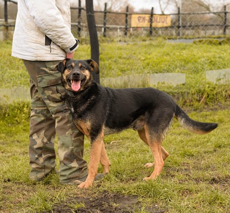 Szultán, négy éves, kan