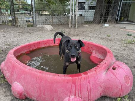 Robin, ivartalanított lányka gazdit keres