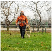 Károly, 7 éves, német-juhász jellegű, kan #5