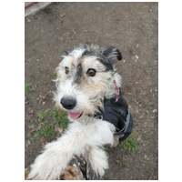 Topi, 10 éves, 44 cm magas, foxi keverék, kan #6