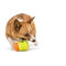 West Paw Toppl - Jutalomfalattal tölthető kutyajáték
