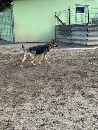 Minerva, 1 éves, németjuhász keverék, szuka