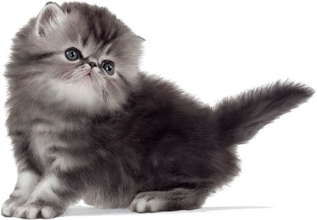 Royal Canin Persian Kitten - Perzsa kölyök macska száraz táp