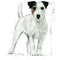 Royal Canin Mini Ageing 12+ | Kistestű idős kutya száraz táp