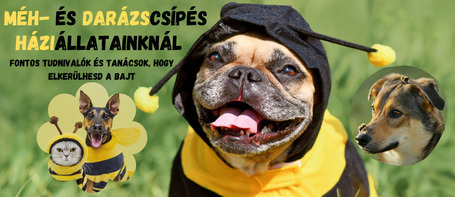Méhcsípés, darázscsípés kutyáknál és macskáknál