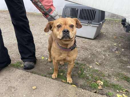 Mochi, 2 éves ivartalanított szuka